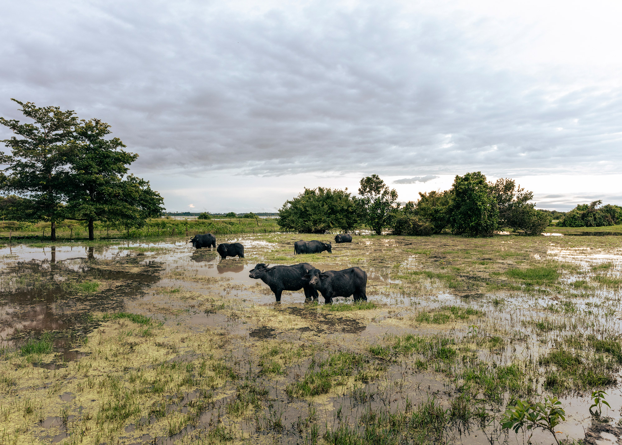 A buffalo ranch in Viana